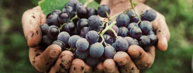 Sipping Sustainably: The Eco-Friendly Intersection of Wine and Sustainability