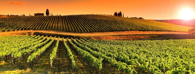 How climate change can affect the wines and wine industry?